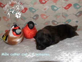 chiot eurasier